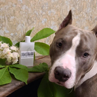 Отзыв Zadig & Voltaire This Is Her