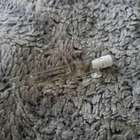 Духи Pour Femme Legere от Lacoste