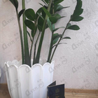 Отзыв Aedes de Venustas Grenadille D'afrique