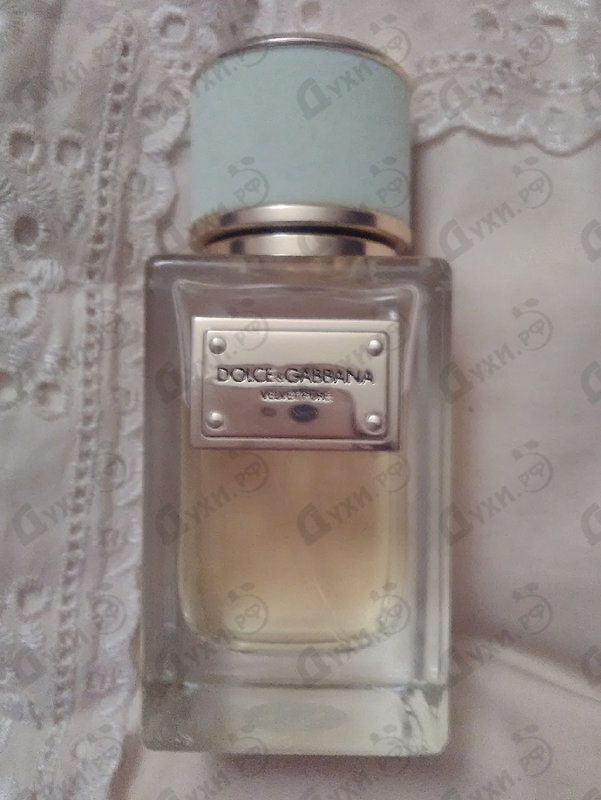 Купить Dolce & Gabbana Velvet Pure