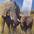 Отзывы Elizabeth Arden White Tea