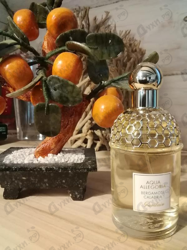 Купить Aqua Allegoria Bergamote Calabria от Guerlain