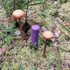 Отзыв Guerlain Bois D'armenie