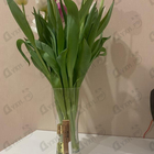 Отзыв Mancera Sicily