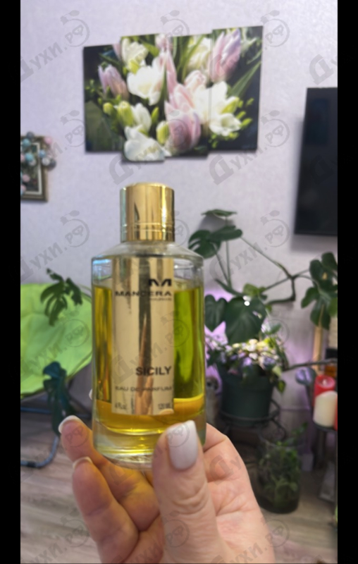 Купить Sicily от Mancera