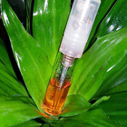 Духи Blossom Love от Amouage