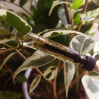 Отзыв The Merchant of Venice Craquele