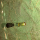 Отзыв Franck Boclet Absinthe