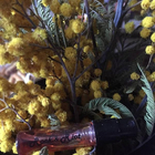 Духи Cocaine от Franck Boclet