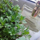 Духи Splendida Iris D'or от Bvlgari