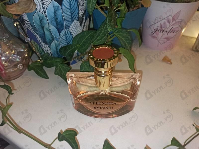 Купить Splendida Rose Rose от Bvlgari