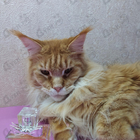 Парфюм Christian Dior Miss Dior Eau De Parfum (2017)