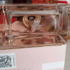Отзыв Burberry My Burberry Blush