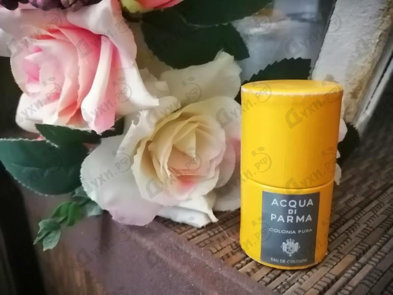 Отзыв Acqua Di Parma Colonia Pura Купить Colonia Pura от Acqua Di Parma