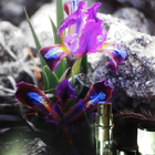 Духи Iris De Syracuse от Boucheron