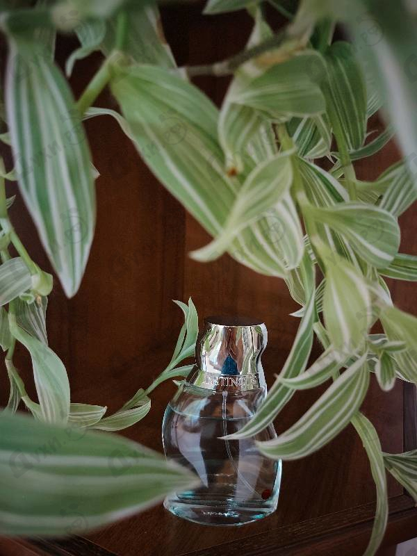 Отзыв Rasasi Instincts