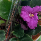 Парфюм Zarkoperfume Menage A Trois