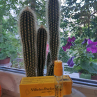 Отзыв Vilhelm Parfumerie Basilico & Fellini