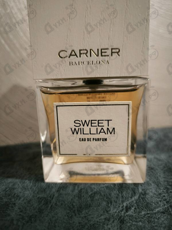 Купить Sweet William от Carner Barcelona