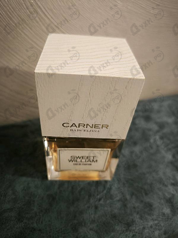 Купить Sweet William от Carner Barcelona