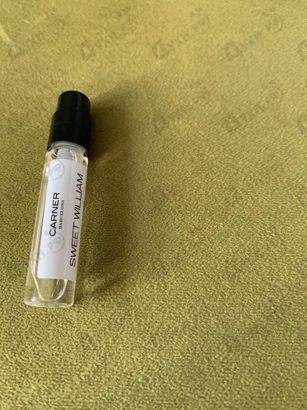 Купить Sweet William от Carner Barcelona