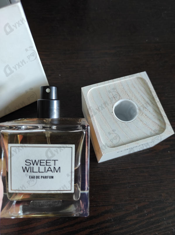 Купить Sweet William от Carner Barcelona