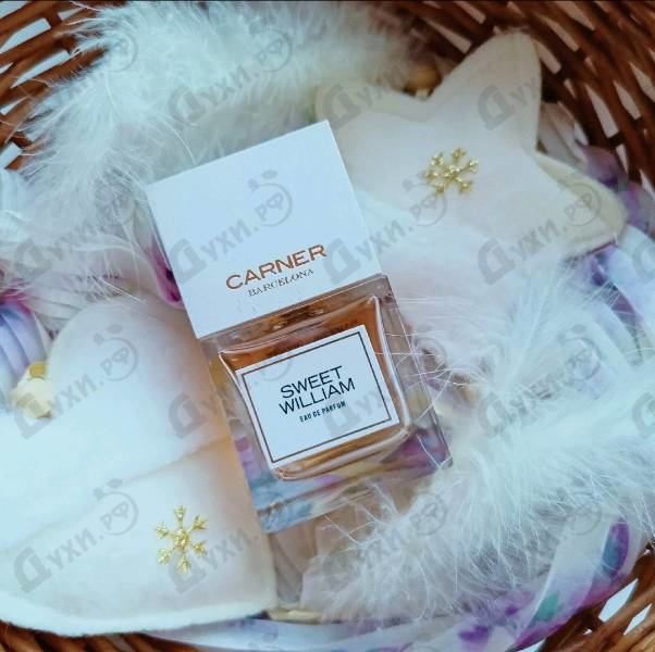 Купить Sweet William от Carner Barcelona
