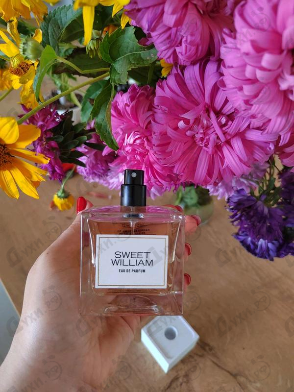 Купить Sweet William от Carner Barcelona