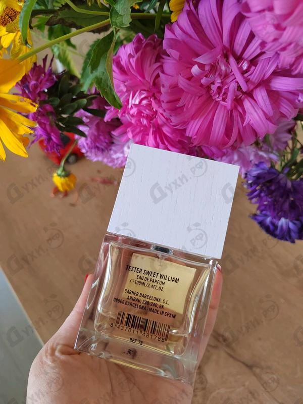 Отзывы Carner Barcelona Sweet William