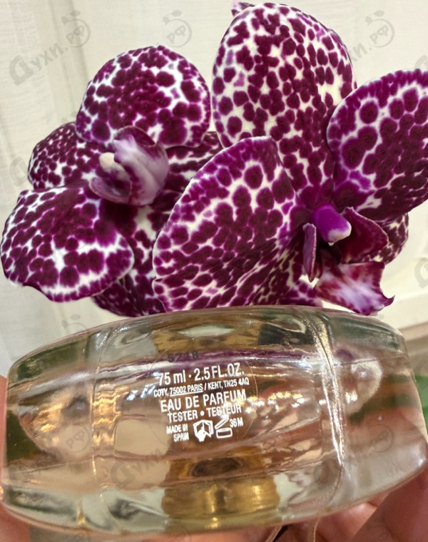 Купить Nomade от Chloe