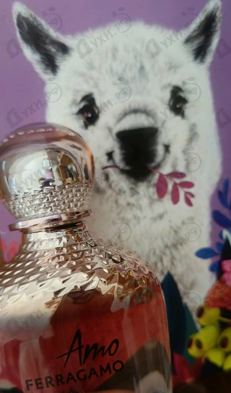 Отзыв Salvatore Ferragamo Amo Ferragamo