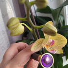 Парфюм Bvlgari Ashlemah