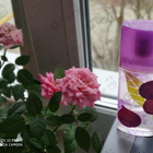 Отзывы Elizabeth Arden Green Tea Fig