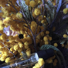 Отзывы Nobile 1942 La Danza Delle Libellule