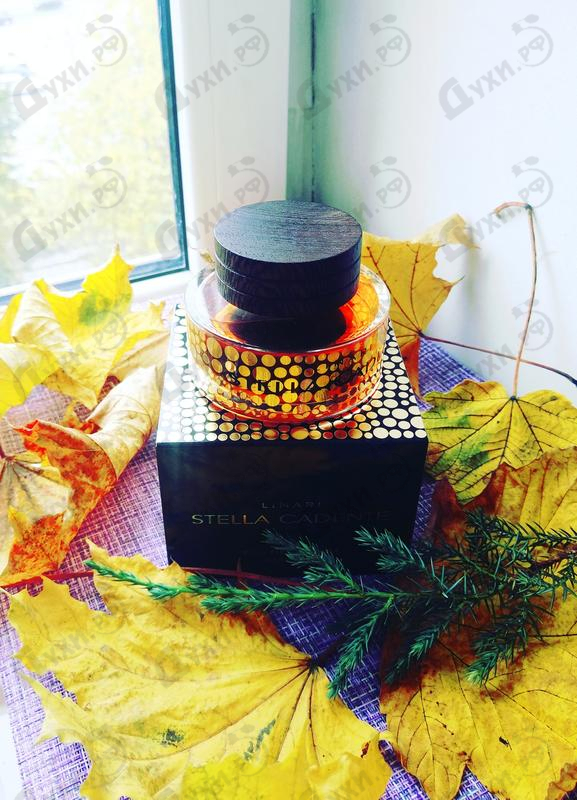 Купить Stella Cadente от Linari