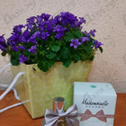 Парфюм Azzaro Mademoiselle L'eau Tres Florale