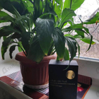 Отзыв Armaf Club De Nuit Intense