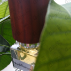 Духи Nudiflorum от Nasomatto