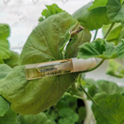 Духи Hamaca от 27 87