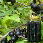 Отзывы Amouage Imitation
