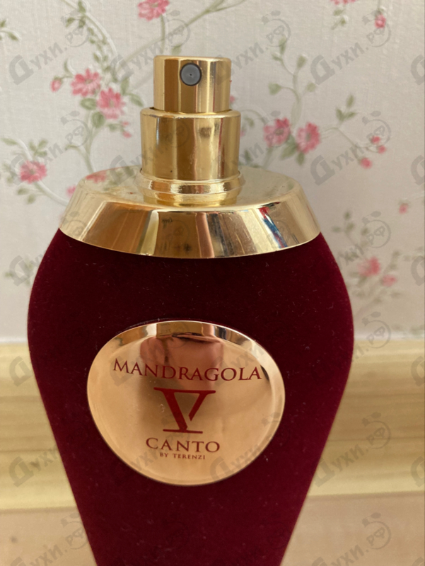 Отзыв V Canto Mandragola