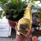 Отзыв Moschino Gold Fresh Couture