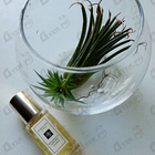Отзывы Jo Malone Honeysuckle&Davana