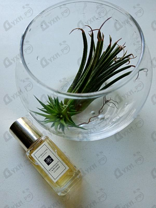 Парфюмерия Honeysuckle&Davana от Jo Malone
