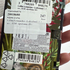 Купить Lolitaland от Lolita Lempicka