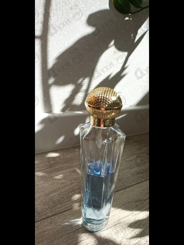 Купить Shakira Dream