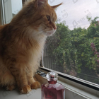 Парфюм Guerlain Mon Guerlain Eau De Parfum Intense