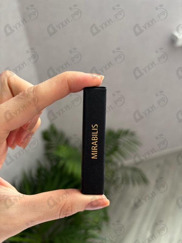 Купить Coquillete Mirabilis