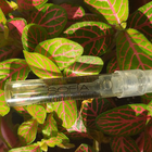 Парфюм Sofia Vergara Sofia