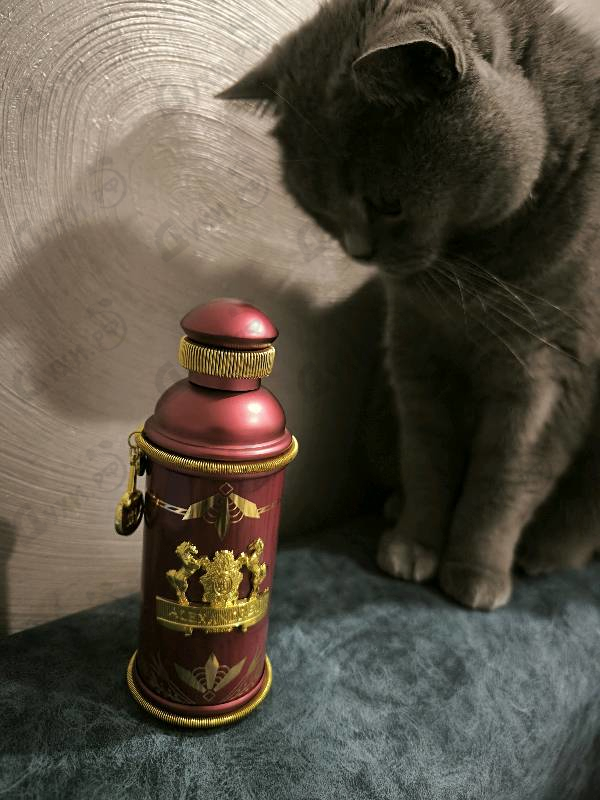 Купить Alexandre J Rose Alba